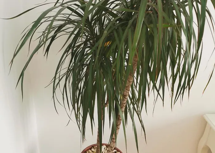 Black And White * ブカレスト