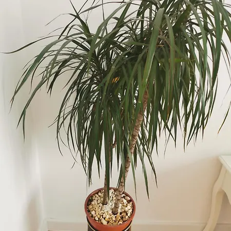 Black And White * Bucarest