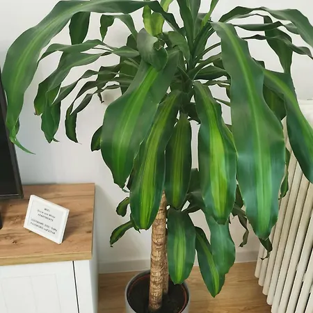 Black And White Appartamento Bucarest