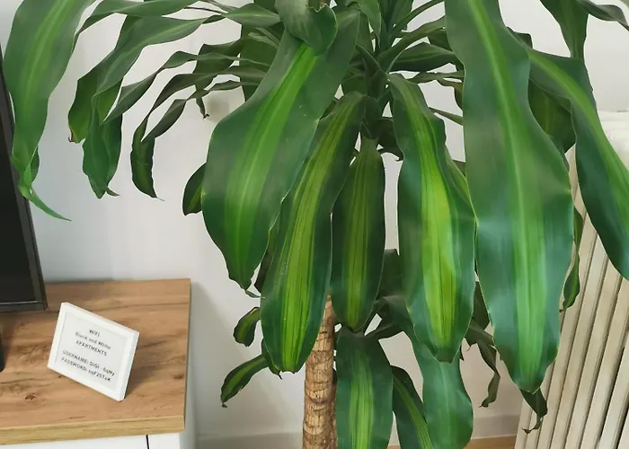 Black And White アパート ブカレスト